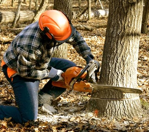 Tree Removal in Villard, MN